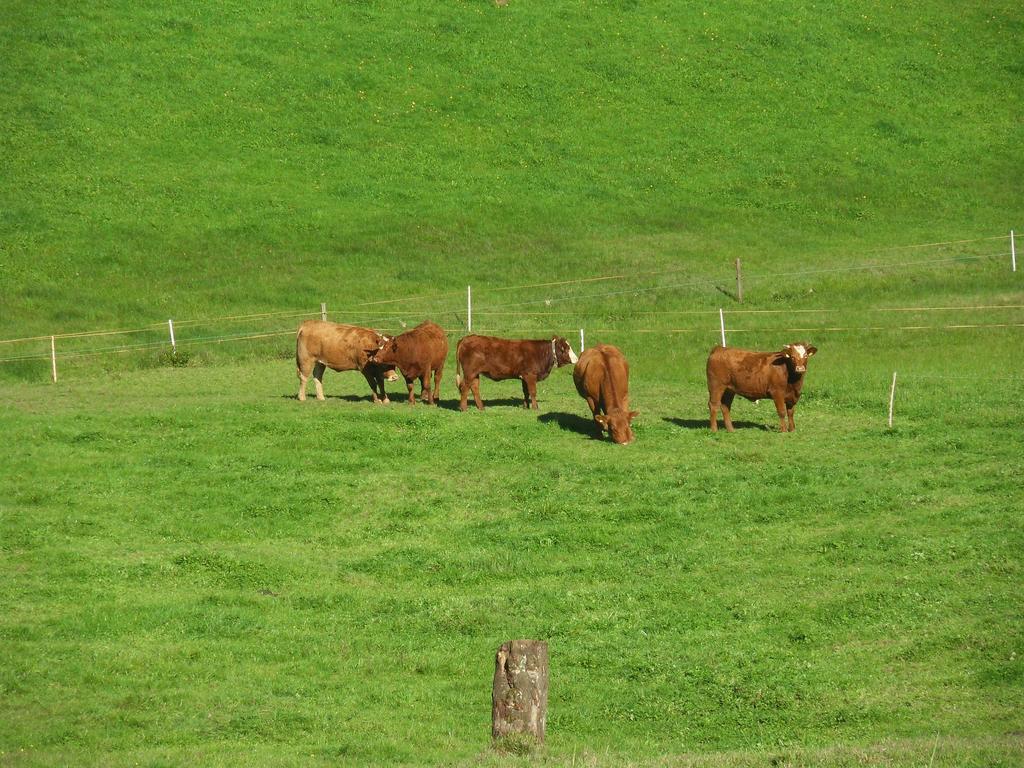 Stockerhof Elzach